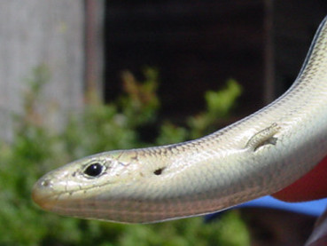 Orbettino e luscengola: due lucertole 